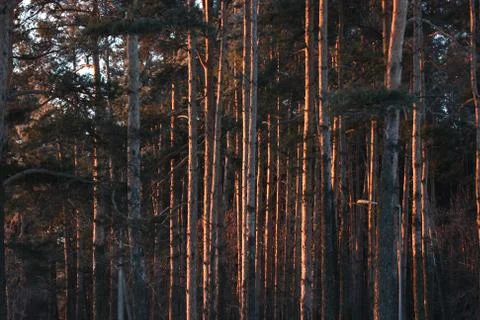 The trunks of the trees at dawn. the forest in the first rays of the morning  Stock Photos