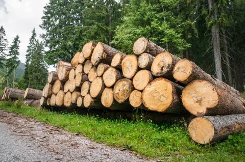 Trunks of trees with denoted tree trunk diameter stacked on the ground Stock Photos
