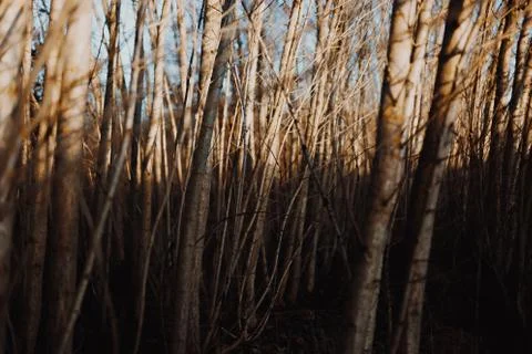 Trunks of trees during sunset Stock Photos