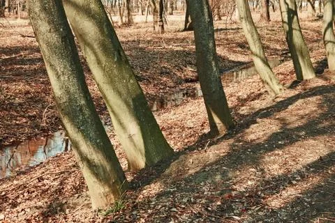 Trunks of trees in early spring Stock Photos