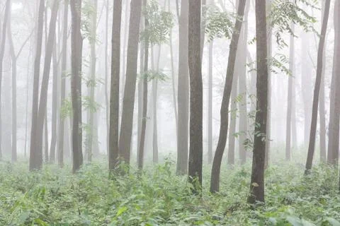 Trunks of trees in a floodplain forest Stock Photos