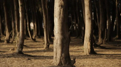 Trunks Of Trees In A Forest Stock Footage 50297367