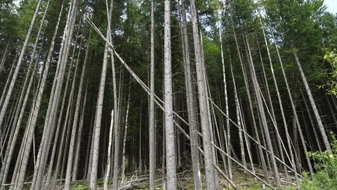 Trunks of trees. Green coniferous forest on the slopes of mountains with moss Stock Footage 93250777