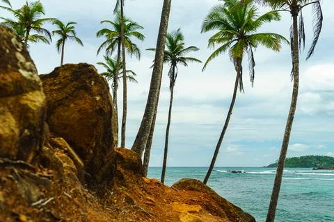 Trunks of trees on a hillside on the ocean coast Stock Photos