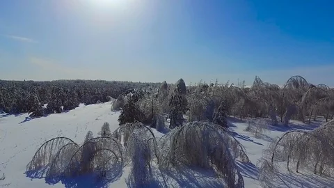 The trunks of the trees in ice Stock Footage 85832105