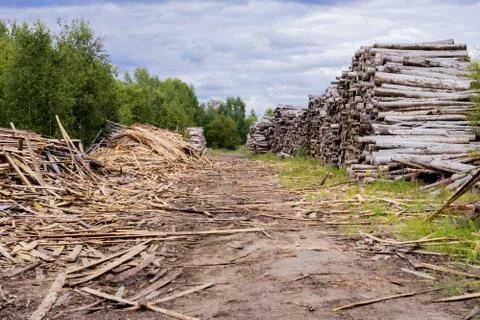 Trunks of trees. Logs of trees from the end. Stock Photos