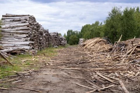 Trunks of trees. Logs of trees from the end. Foto stock