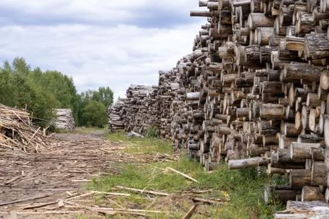Trunks of trees. Logs of trees from the end. Stock Photos