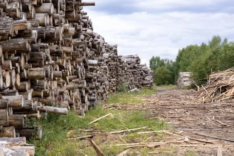 Trunks of trees. Logs of trees from the end. Stock Photos