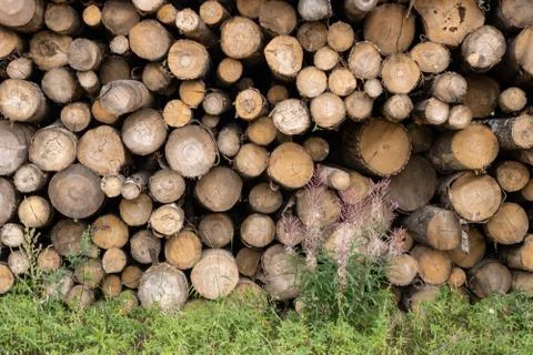 Trunks of trees. Logs of trees from the end. Stock Photos