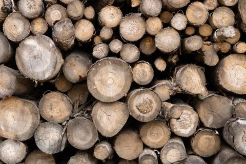 Trunks of trees. Logs of trees from the end. Stock Photos