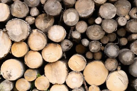 Trunks of trees. Logs of trees from the end. Foto stock