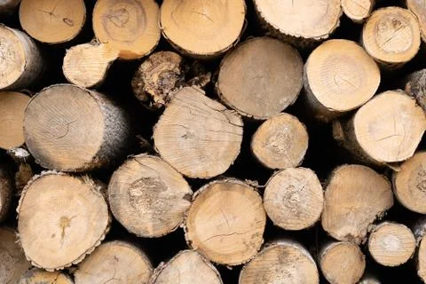 Trunks of trees. Logs of trees from the end. Stock Photos