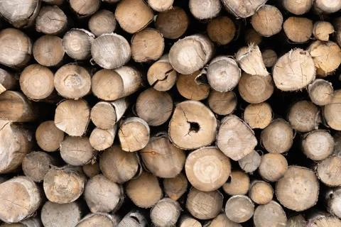 Trunks of trees. Logs of trees from the end. Stock Photos