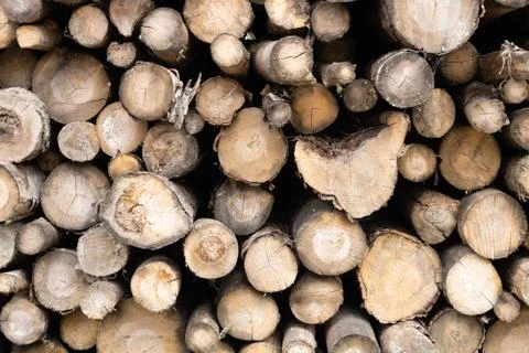 Trunks of trees. Logs of trees from the end. Stock Photos