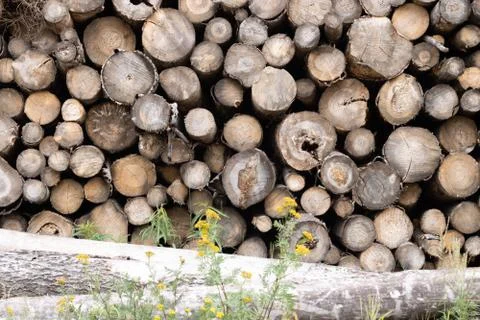 Trunks of trees. Logs of trees from the end. Stock Photos