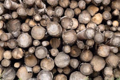 Trunks of trees. Logs of trees from the end. Stock Photos