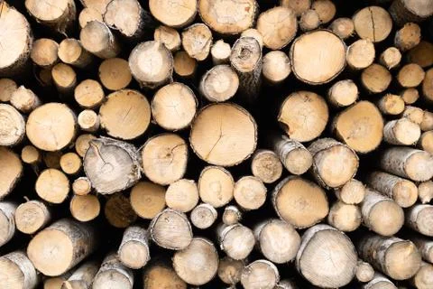 Trunks of trees. Logs of trees from the end. Stock Photos