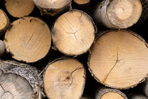 Trunks of trees. Logs of trees from the end. Stock Photos