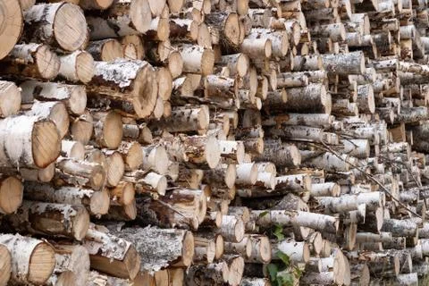 Trunks of trees. Logs of trees from the end. Stock Photos