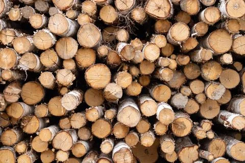 Trunks of trees. Logs of trees from the end. Stock Photos