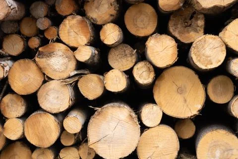 Trunks of trees. Logs of trees from the end. Foto stock