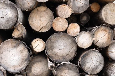 Trunks of trees. Logs of trees from the end. Foto stock