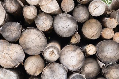 Trunks of trees. Logs of trees from the end. Stock Photos