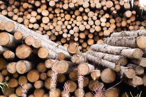 Trunks of trees. Logs of trees from the end. Stock Photos