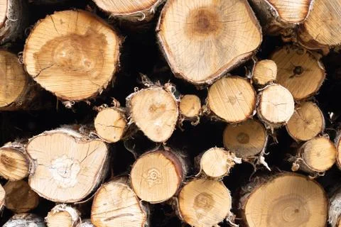 Trunks of trees. Logs of trees from the end. Stock Photos