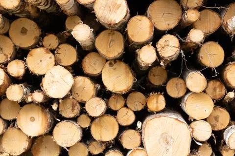 Trunks of trees. Logs of trees from the end. Stock Photos