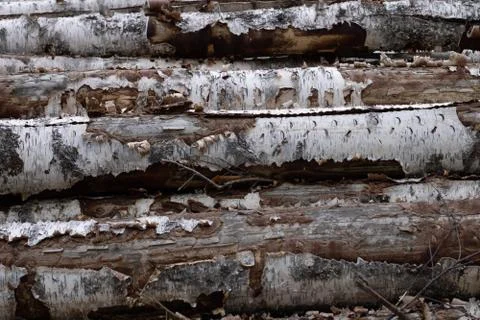 Trunks of trees. Logs of trees from the end. Stock Photos