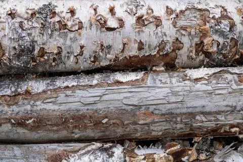 Trunks of trees. Logs of trees from the end. Stock Photos