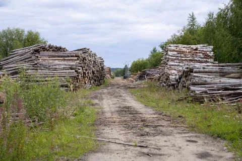 Trunks of trees. Logs of trees from the end. Stock Photos