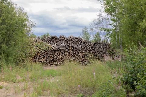 Trunks of trees. Logs of trees from the end. Stock Photos