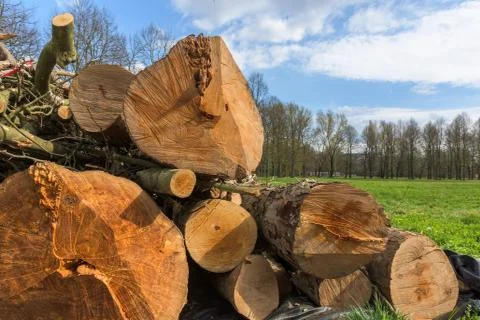 Trunks of trees 写真素材