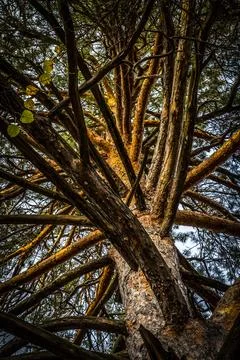 Trunks of trees Stock Photos