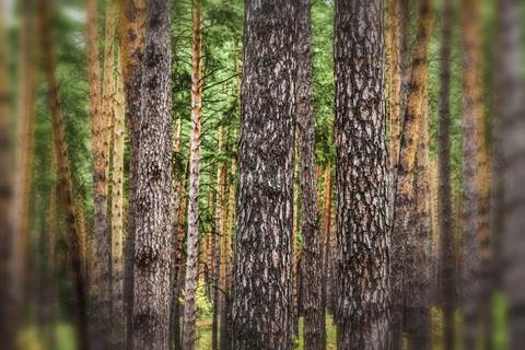Trunks of trees Stock Photos