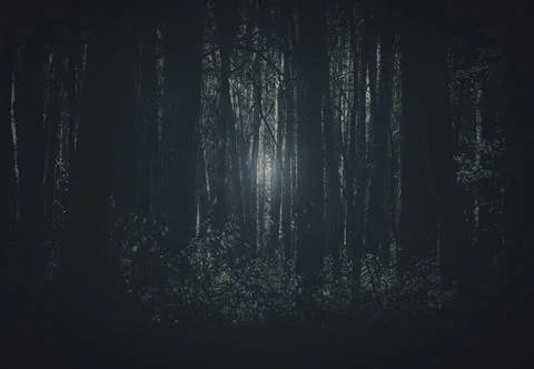 Trunks of trees Stock Photos