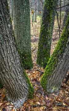 Trunks of trees Stock Photos