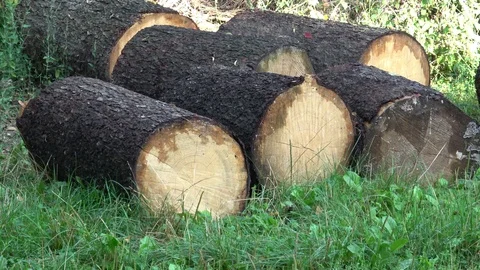 Trunks of trees piled on the ground in the woods. Stock Footage 114481342
