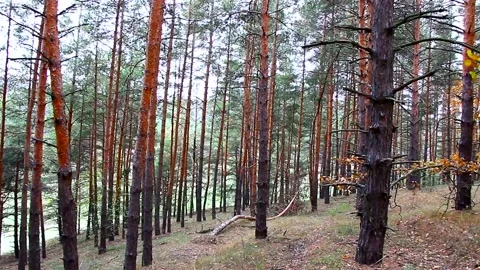 Trunks of trees of pine forest Ukraine Stock Footage 143144169