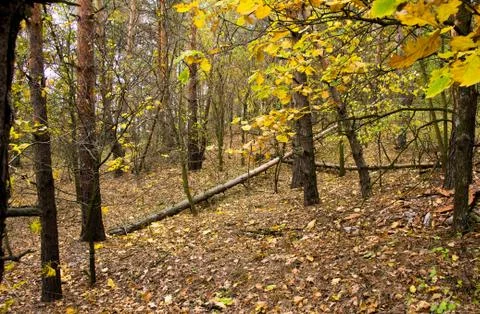Trunks of trees of pine forest Ukraine Stock Photos