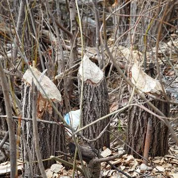 Trunks of trees on the shore of the lake gnawed and felled by beaver Stock-Fotos