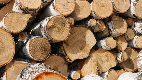 Trunks of trees is stacked in a large log woodpile in the yard Vídeo Stock 129021519