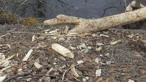 The trunks of the trees on which the bark nibbled by beavers Castor fiber Video stock 122842130