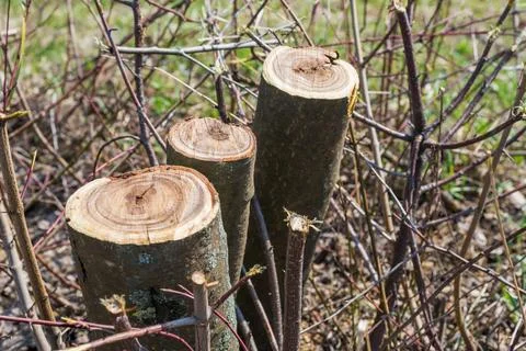 Trunks of trimmed trees Stock Photos