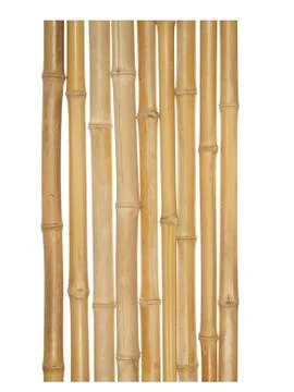 The trunks of various thicknesses of dry bamboo isolated on white background. Foto stock
