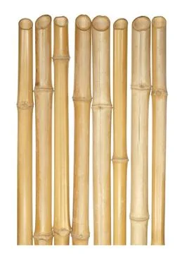The trunks of various thicknesses of dry bamboo isolated on white background. Stock Photos
