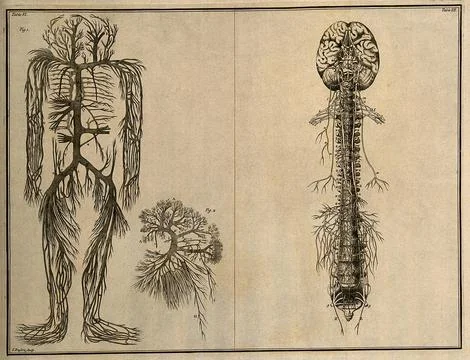 The trunks of the vena cava, with their branches(Table VI, fig. 1); the tru.. Stock Illustration
